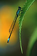 Azurjungfer, Libelle, Coenagrion