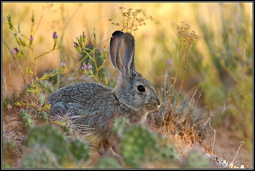 Audubon-Baumwollschwanzkaninchen , Sylvilagus audubonii