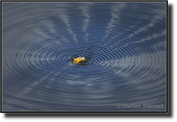 Biene im Wasser, bee in water, Apis mellifera