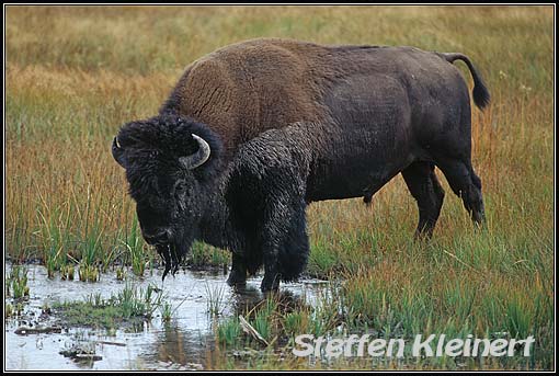 amerikanischer bison - yellowstone np - usa