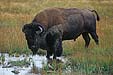 Bisonbulle, Bison,  Yellowstone NP, USA