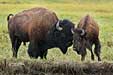 Amerikanischer Bison, Buffalo, Bison bison