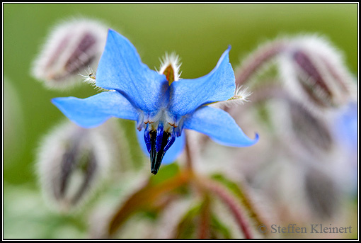 Borretsch, Gurkenkraut, Borago officinalis