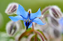 Borretsch, Gurkenkraut, Borago officinalis