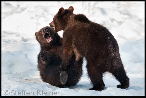 Braunbär, Braunbaer, Ursus arctos