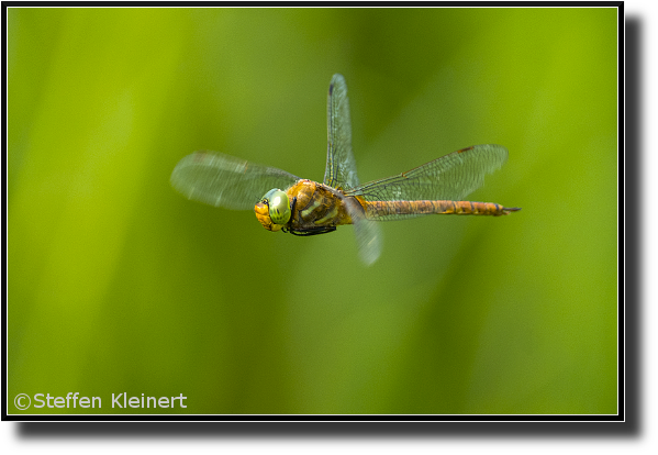 Braune Mosaikjungfer fliegend, Brown hawker flying, Aeshna grandis