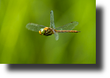 Braune Mosaikjungfer fliegend, Brown hawker flying, Aeshna grandis