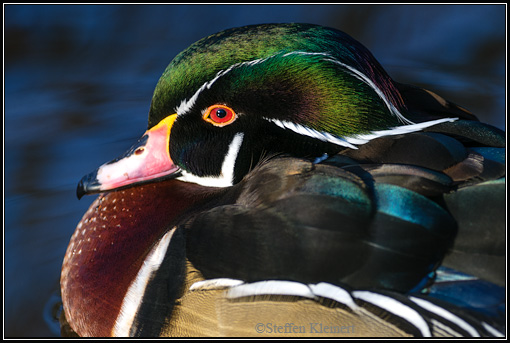 Brautente, Wood Duck, Aix sponsa