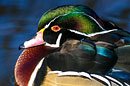 Brautente, Wood Duck, Aix sponsa