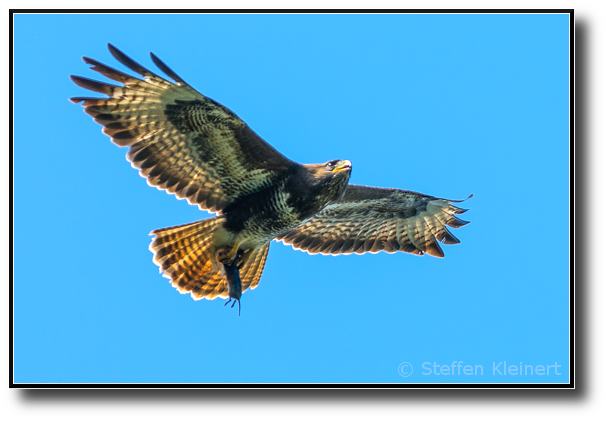 Mäusebussard mit Maus, Common buzzard, Buteo buteo