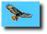 Mäusebussard mit Maus, Common buzzard, Buteo buteo