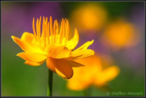 Chinesische Trollblume, Golden Queen, Trollius chinensis