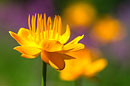 Chinesische Trollblume, Golden Queen, Trollius chinensis