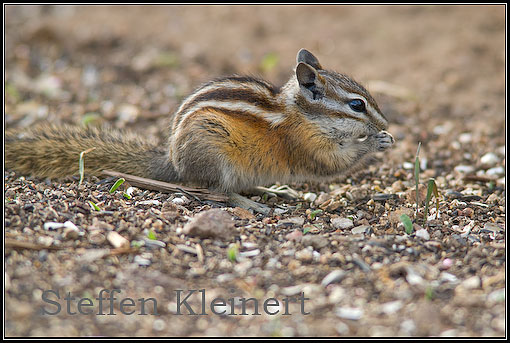 Chipmunk  Tamias minimus