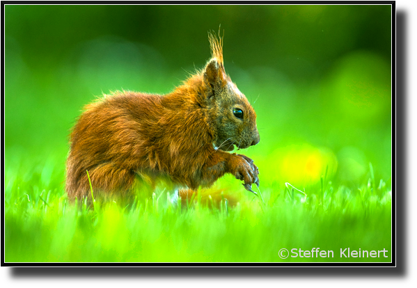 Eichhörnchen, Red squirrel, Sciurus vulgaris