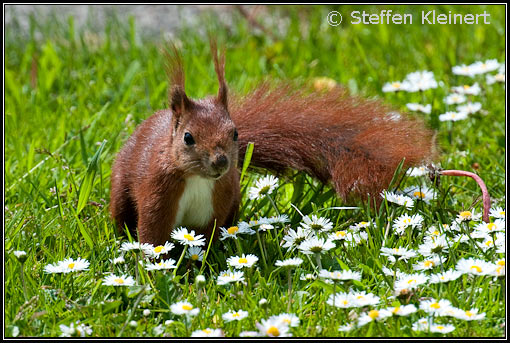 Eichhoernchen - Sciurus vulgaris