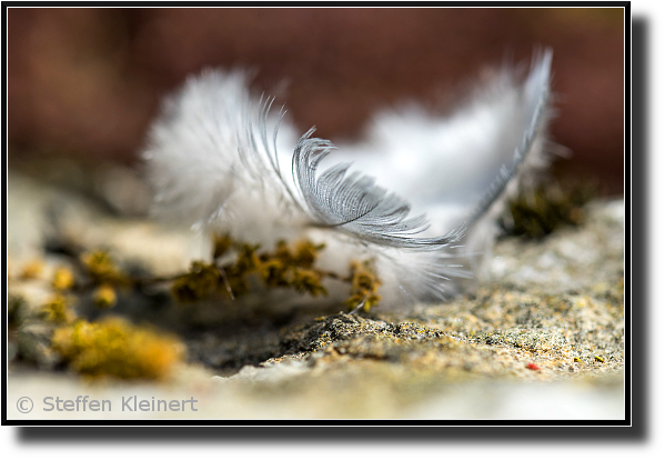Vogelfeder Detail, Birth feather
