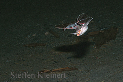 fledermaus auf jagd