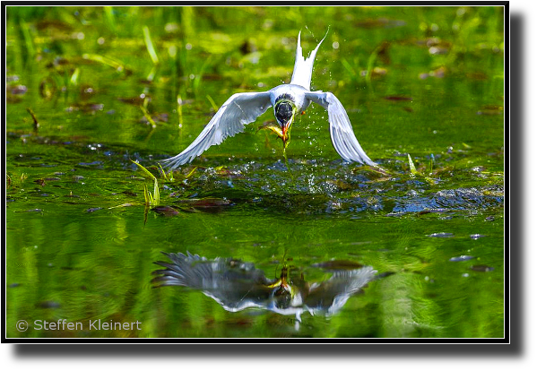 Flussseeschwalbe jagt, Common Tern hunting, Sterna hirundo, Sieger Fotowettbewerb Botanischer Garten Kiel 2019