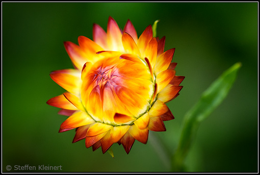 Garten-Strohblume, Strawflower, Xerochrysum bracteatum