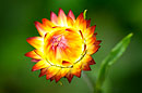 Garten-Strohblume, Strawflower, Xerochrysum bracteatum