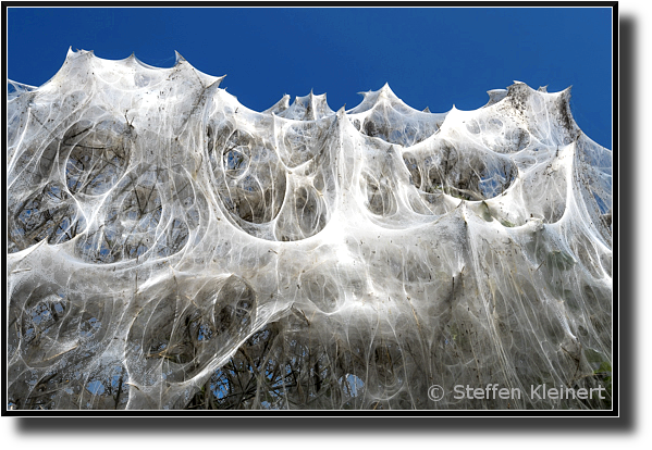 Traubenkirschen-Gespinstmotte, Gespinst, Bird-cherry ermine, Yponomeuta evonymella