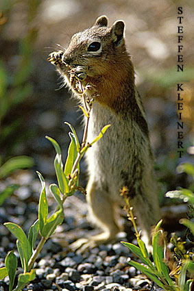 golden manteled ground squirrel