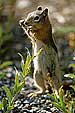 Goldmantel-Ziesel, Golden-mantled Ground Squirrel