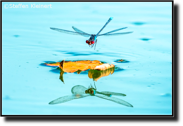 Grosses Granatauge im Flug, Red-eyed damselfly flying, Erythromma najas