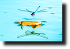 Grosses Granatauge im Flug, Red-eyed damselfly flying, Erythromma najas