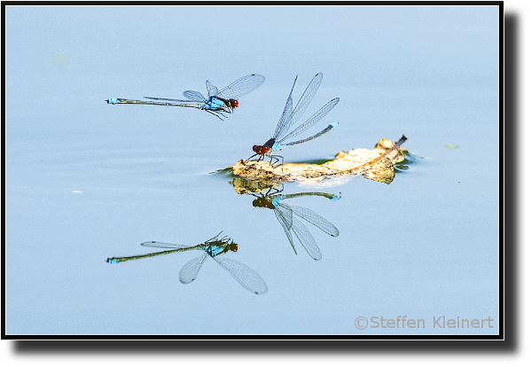 Gosses Granatauge im Flug, Red-eyed damselfly, Erythromma najas