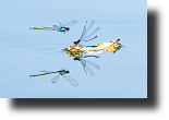 Gosses Granatauge im Flug, Red-eyed damselfly, Erythromma najas 