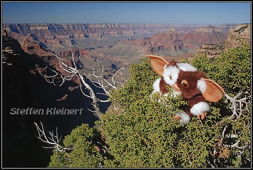 grand canyon , usa , arizona , gizmo , gremlin
