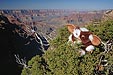 grand canyon, gizmo