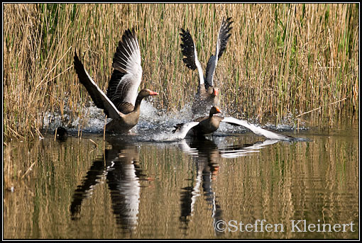 Graugans, Anser anser, Greylag Goose