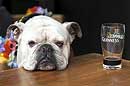 Englische Bulldogge, English Bulldog mit Guinness