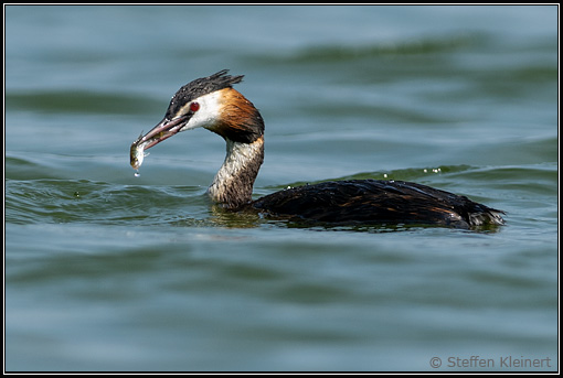 Haubentaucher mit Beutefisch, Great crested grebe, Podiceps cristatus