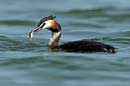 Haubentaucher mit Beutefisch, Great crested grebe, Podiceps cristatus