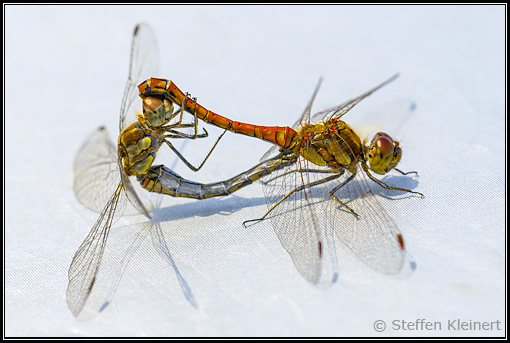 Blutrote Heidelibelle, Paarung, Ruddy Darter, Sympetrum sanguineum