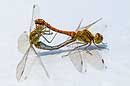 Blutrote Heidelibelle, Paarung, Ruddy Darter, Sympetrum sanguineum