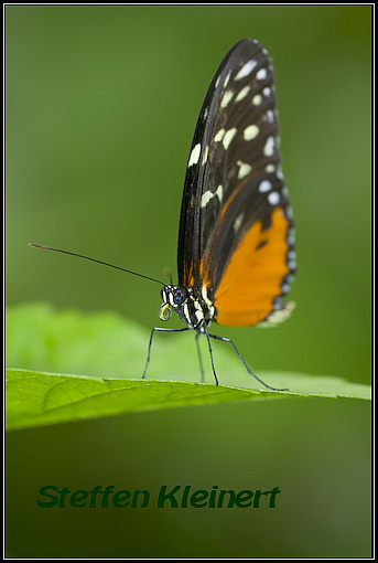 Passionsblumenfalter - Heliconius hecale