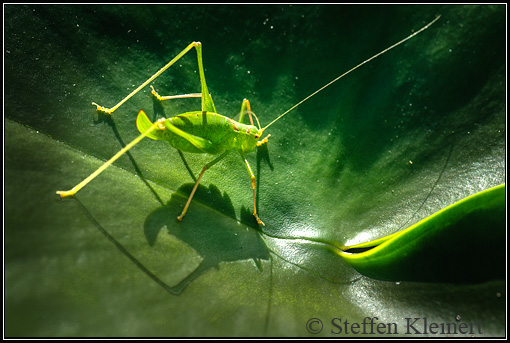 Grünes Heupferd, Great Green Bush-Cricket, Tettigonia viridissima