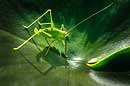 Grünes Heupferd, Great Green Bush-Cricket, Tettigonia viridissima