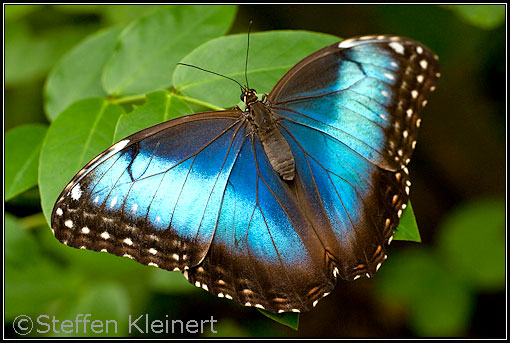 Himmelsfalter, Blauer Morphofalter, Morpho peleides