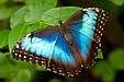 Himmelsfalter, Blauer Morphofalter, Morpho peleides