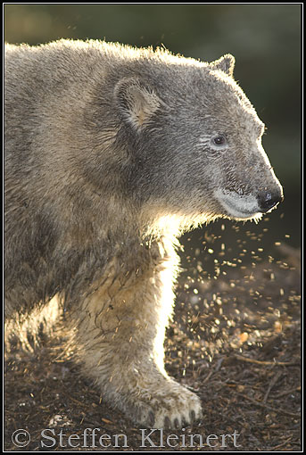 eisbaer knut