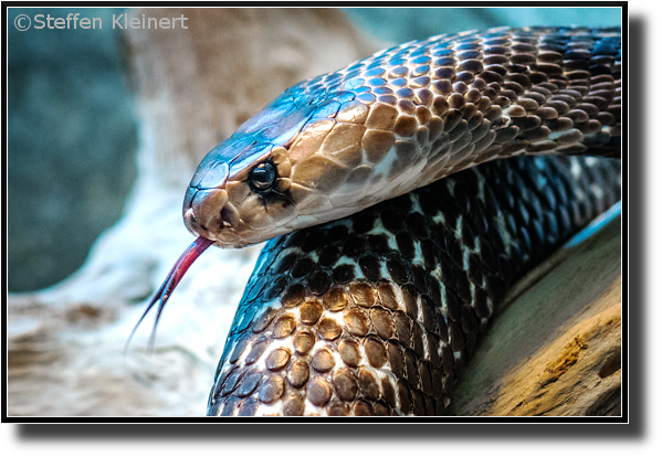 Asiatische Kobra, Brillenschlange, Spectacled Cobra, Naja naja