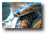 Asiatische Kobra, Brillenschlange, Spectacled Cobra, Naja naja
