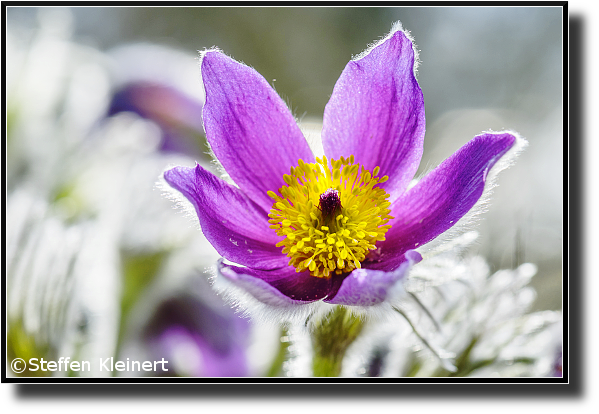 Gewöhnliche Kuhschelle, Pasqueflower, Pulsatilla vulgaris