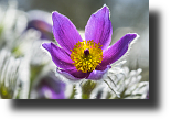 Gewöhnliche Kuhschelle, Pasqueflower, Pulsatilla vulgaris